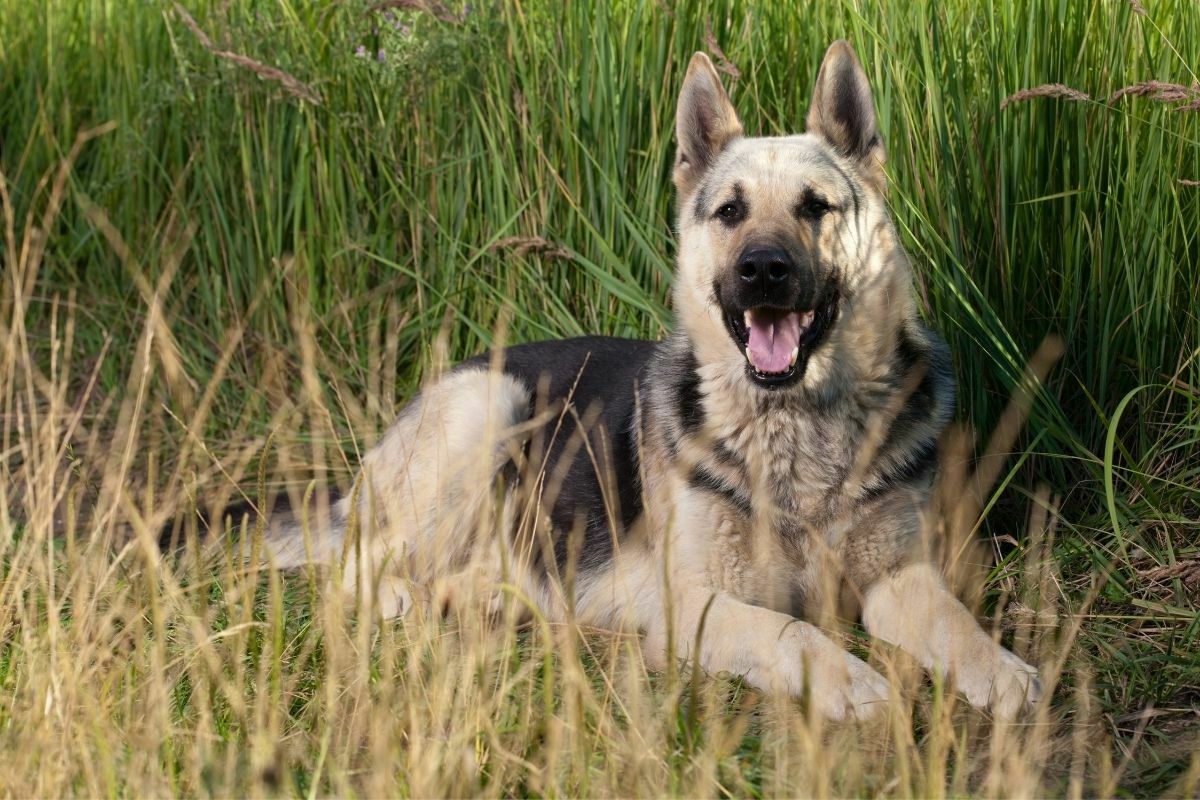 American alsatian resting