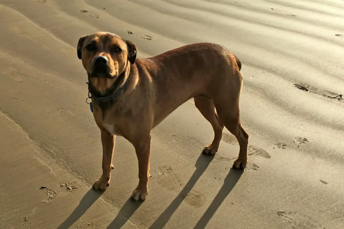 Brown American Bandogge Mastiff standing on sandy beach