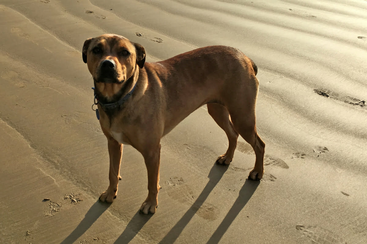 Brown american bandogge mastiff standing on sandy beach