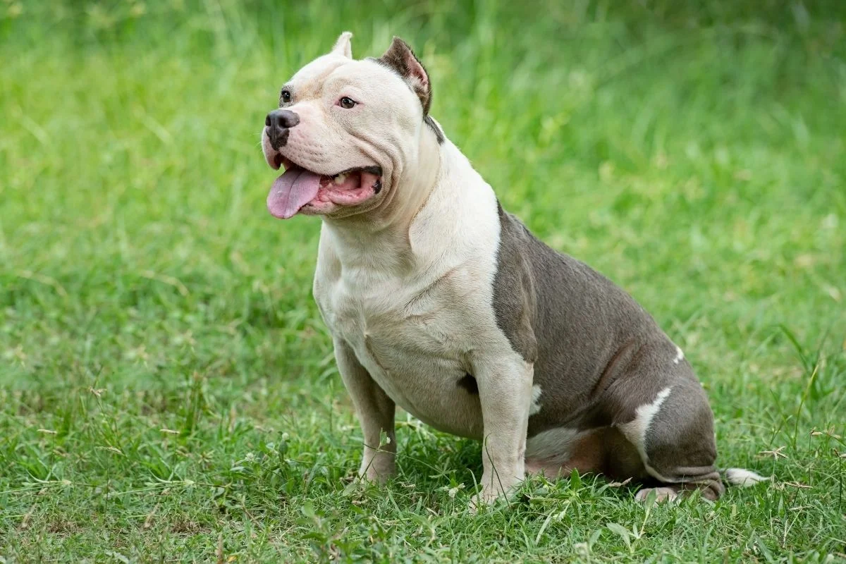 American bully resting in the grass