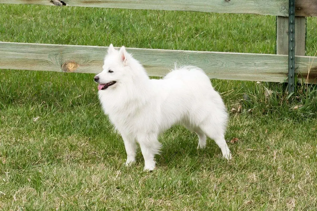 American eskimo dog alert in the field