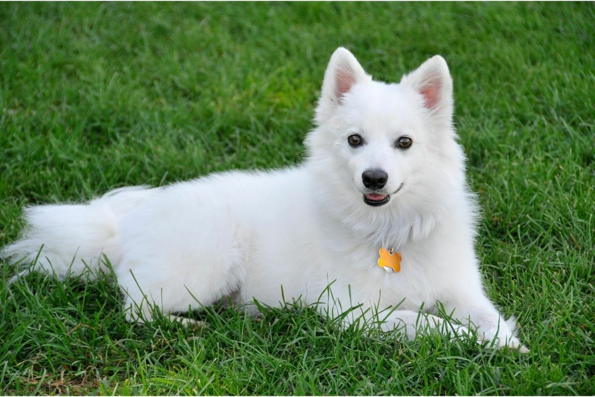 American eskimo