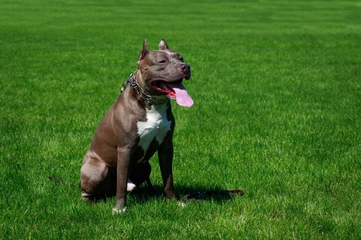 American pit bull terrier on a grass