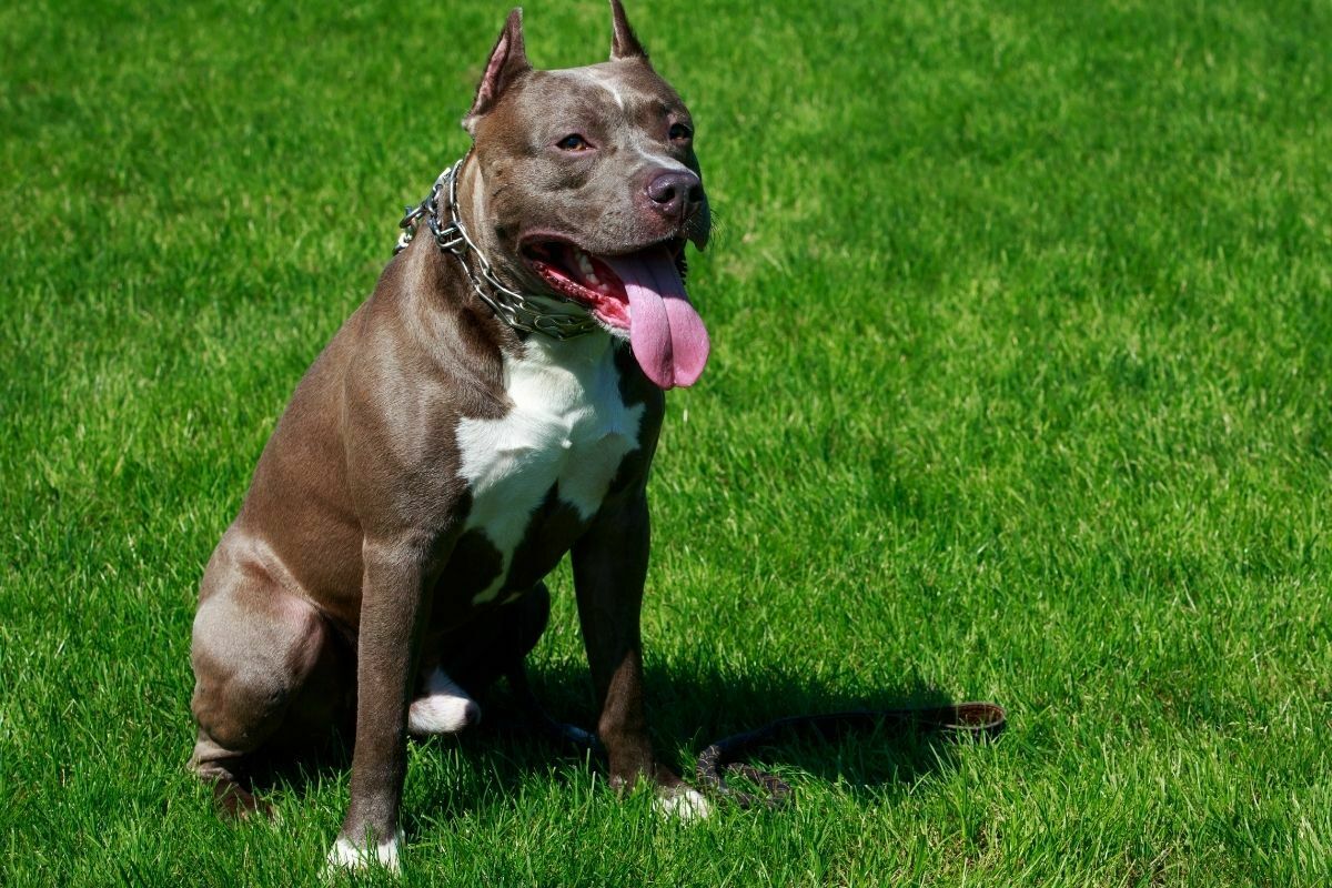 American pit bull terrier exhausted