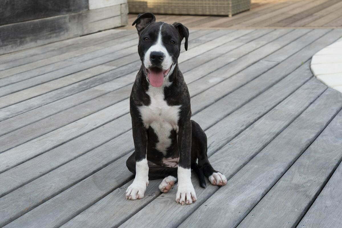 American staffordshire terrier sitting in the yard
