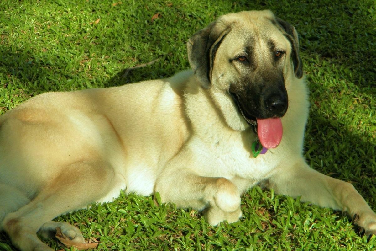 Anatolian shepherd - a fawn, black-masked anatolian shepherd dod