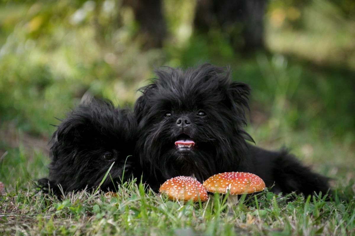 2 black affenpinscher lying down next to mushrooms