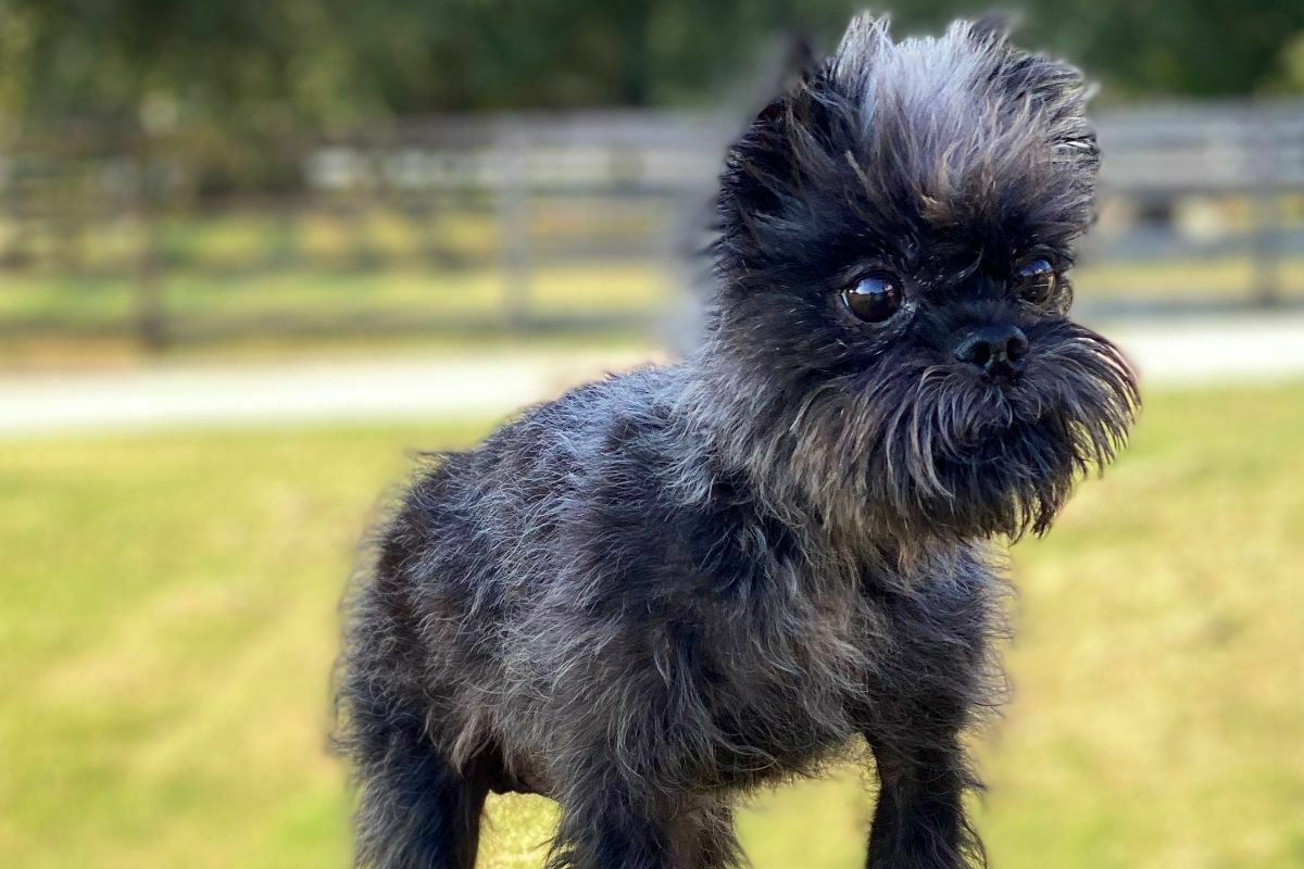 Affenpinscher puppy outside