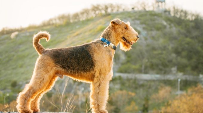 Airedale terrier standing on the edge of a cliff