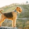Airedale terrier standing on the edge of a cliff
