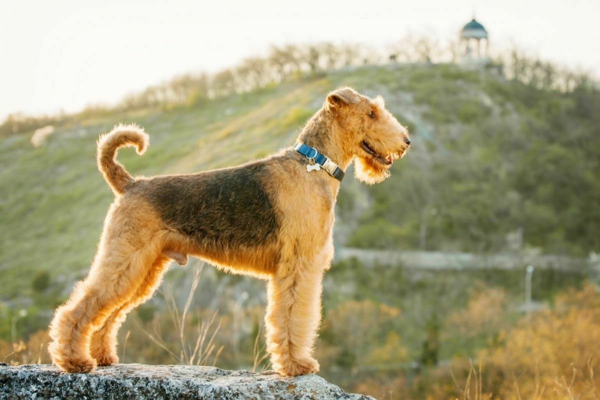 Airedale terrier standing on the edge of a cliff