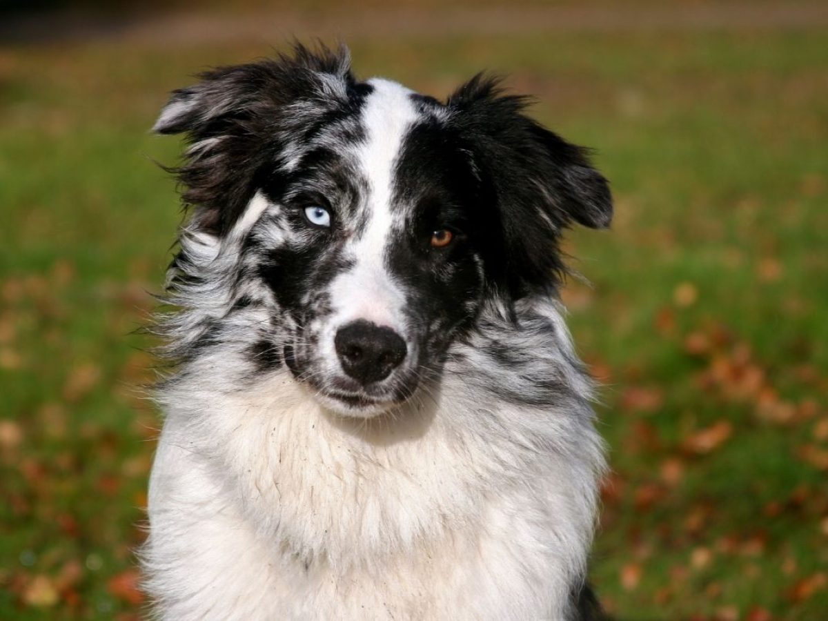 are english shepherd hypoallergenic