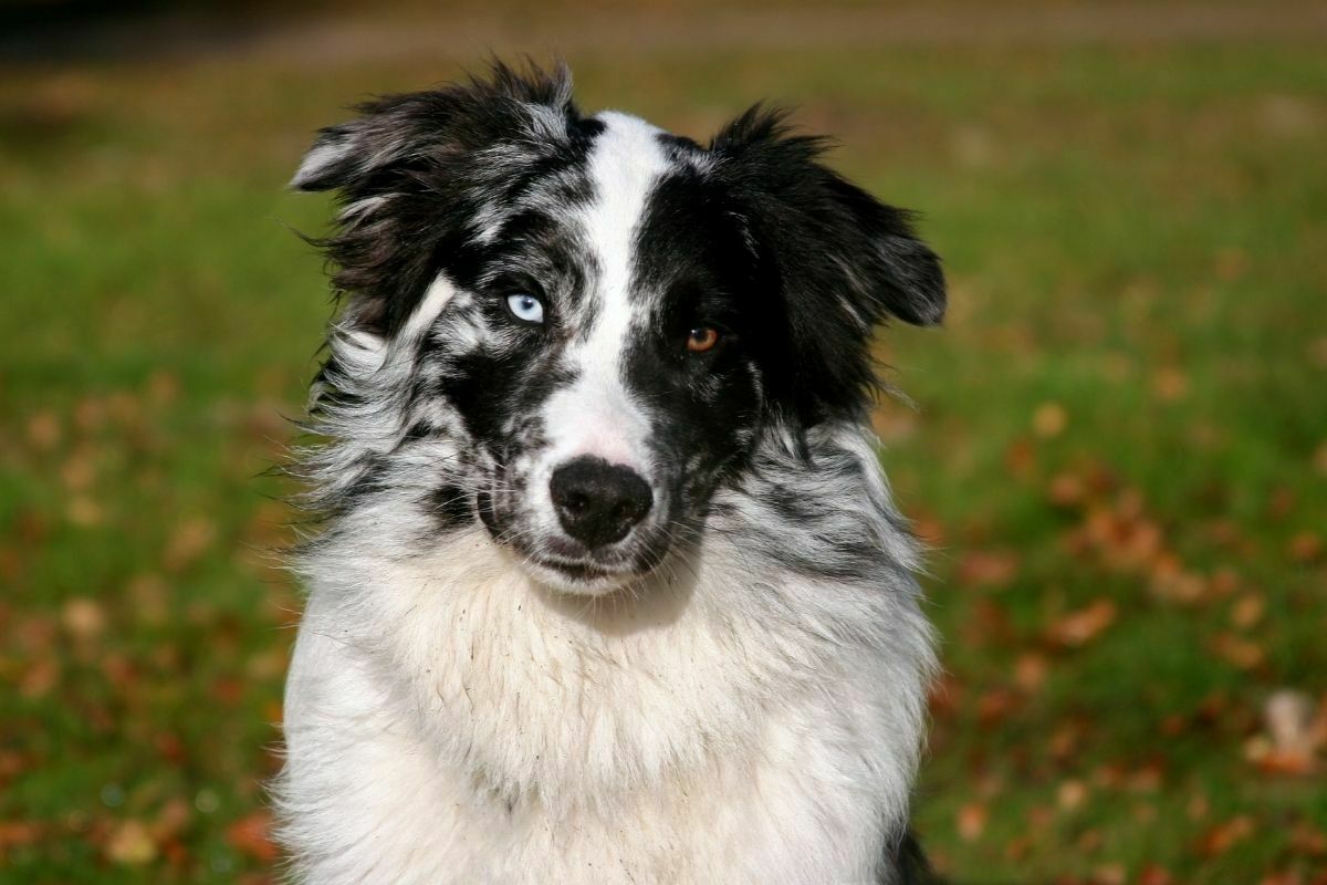 Australian shepherd on grass