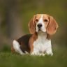 Beagle sitting on grass