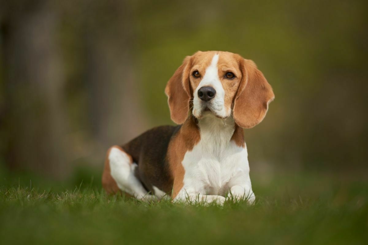 Beagle sitting on grass