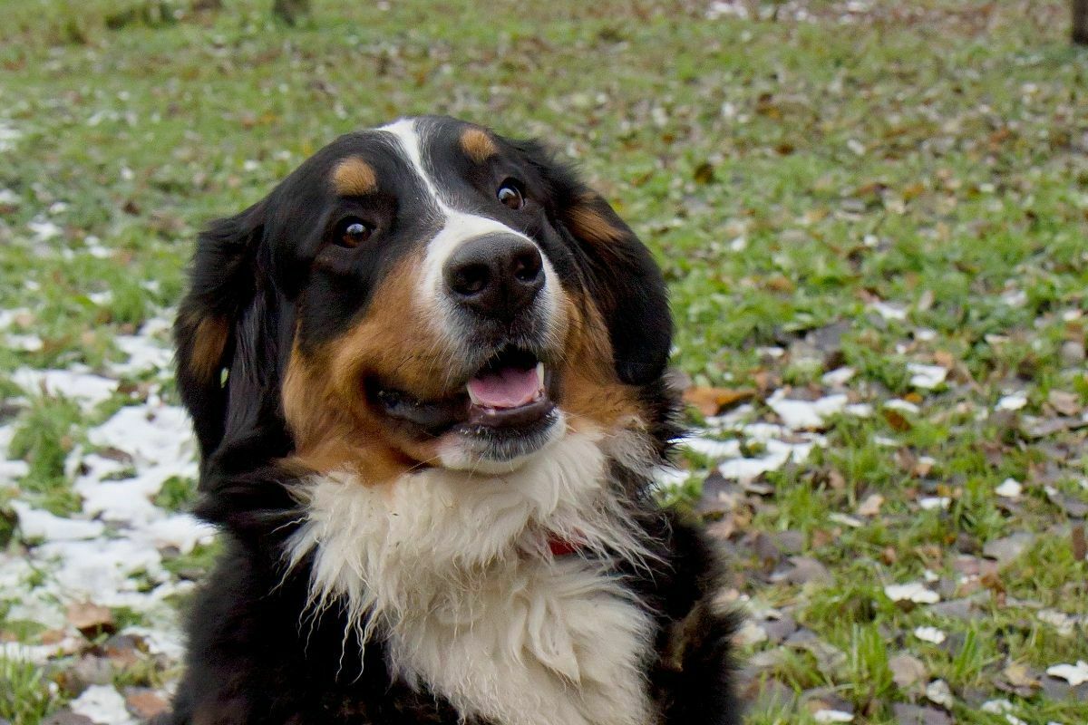 Bermese mountain dog on grass