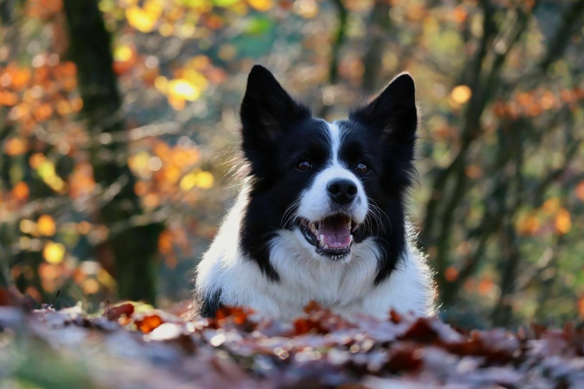 Border collie enjoying laying down on leaves