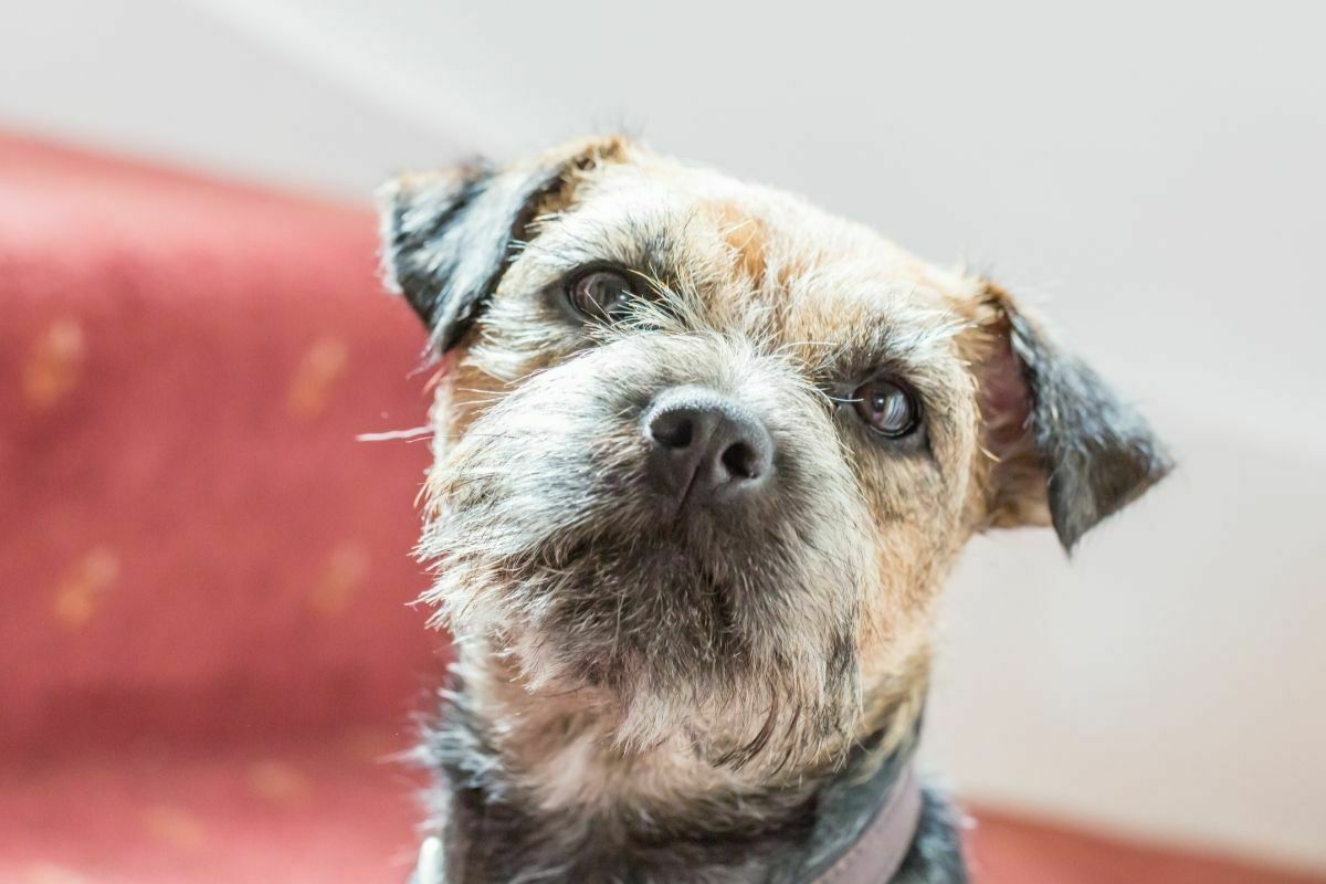 Border terrier on red couch