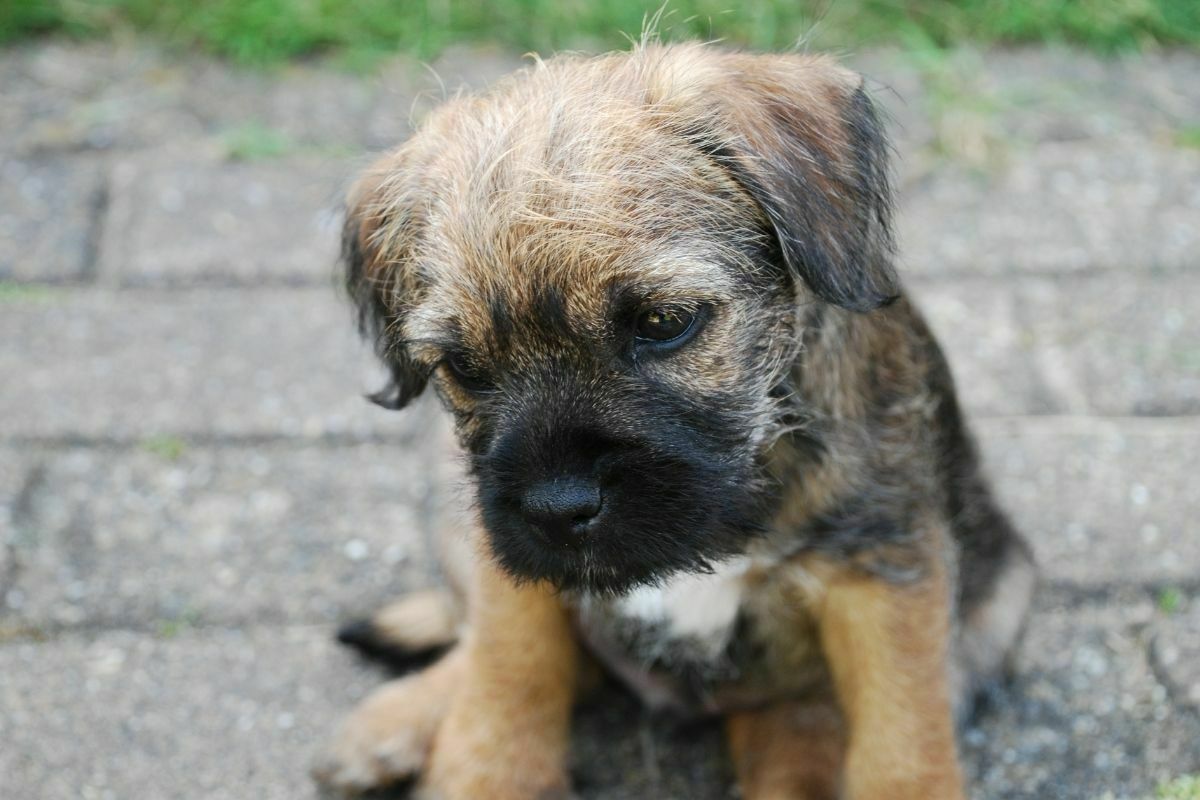 Baby border terrier sitting on concrete