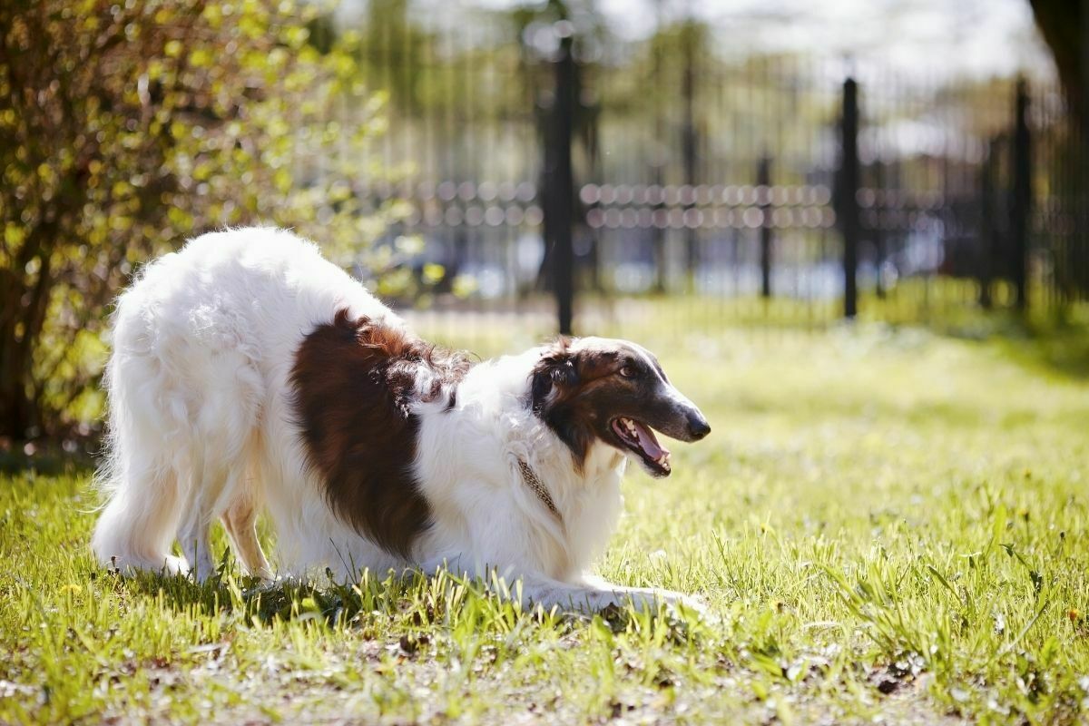 Borzoi being playful on grass