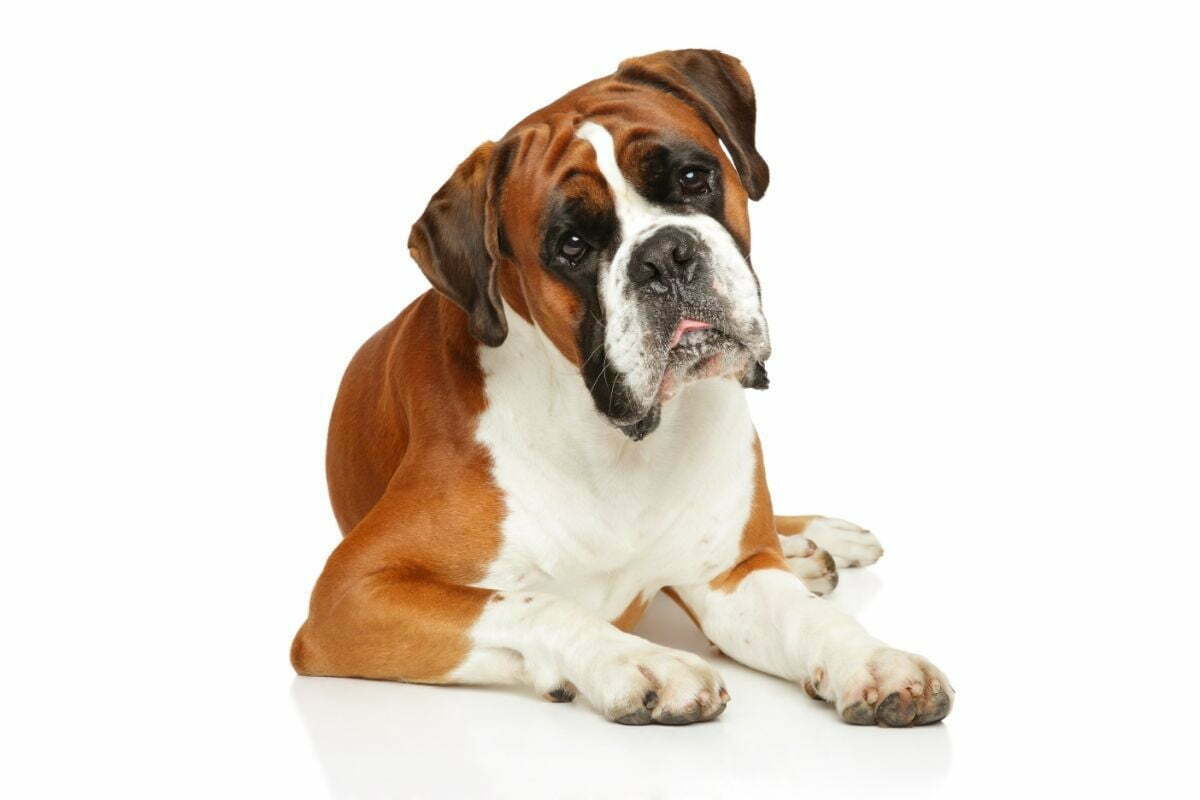 Are boxer hypoallergenic