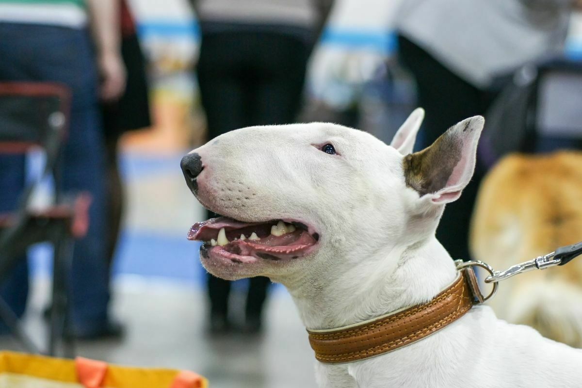 Bull terrier looking up with other people on the background