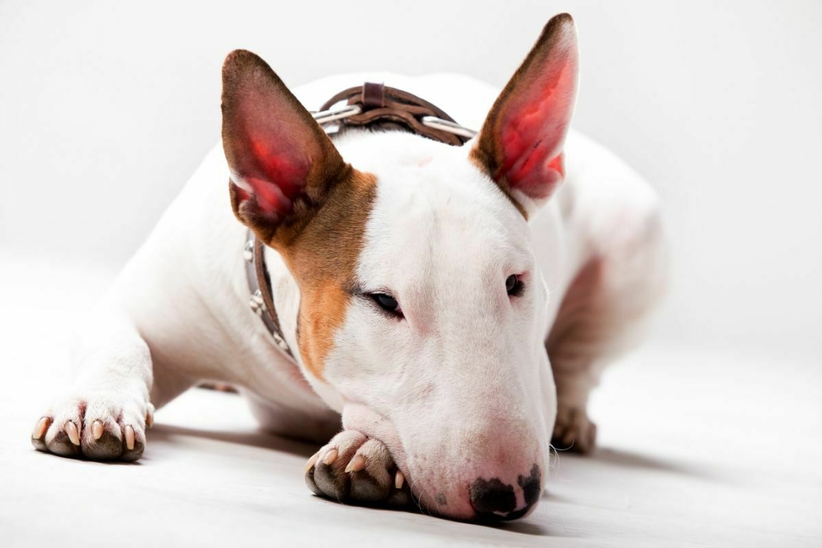 Bull terrier lying down on ground