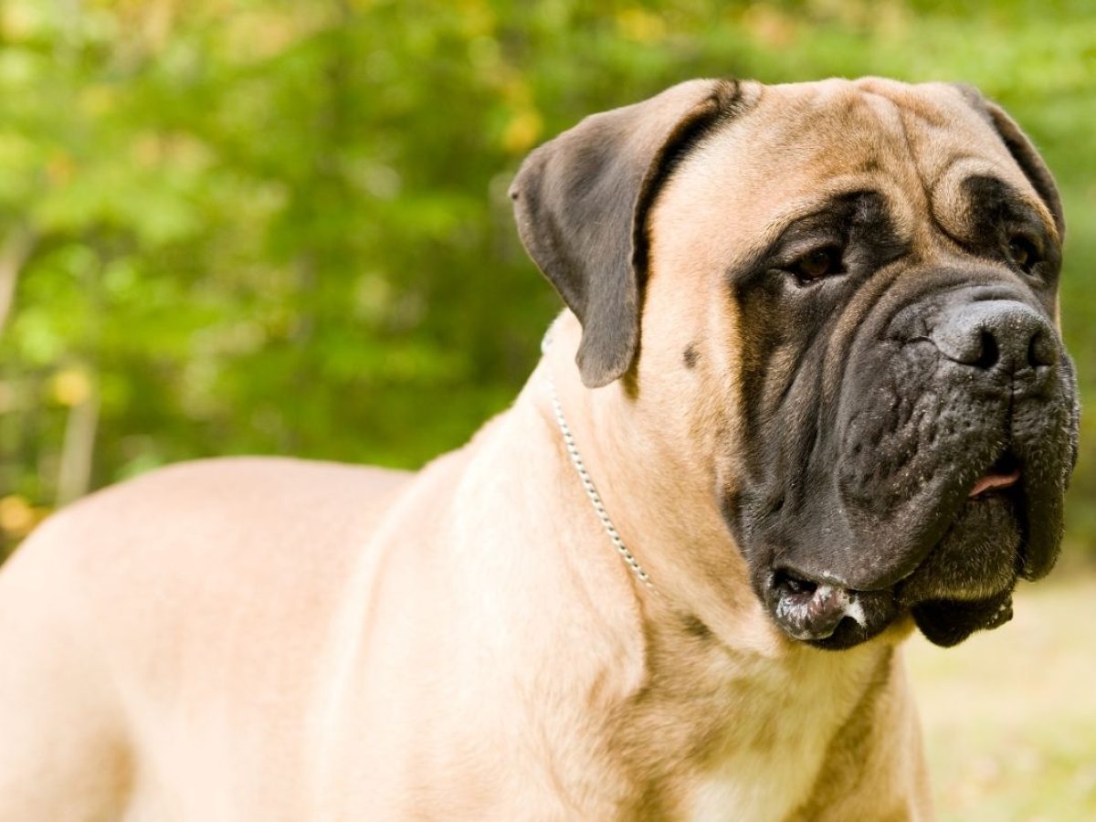 do bull mastiffs drool