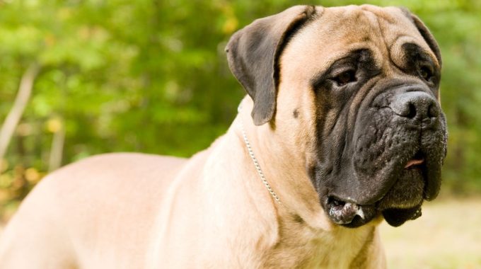 A Picture Of A Bullmastiff Outside