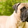 A picture of a bullmastiff outside