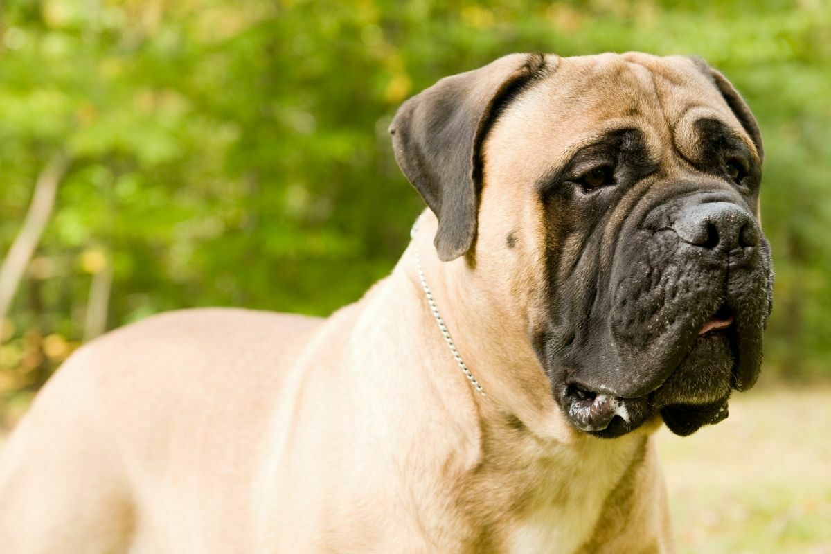 A picture of a bullmastiff outside