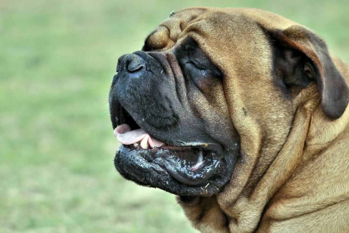 Bullmastiff with eyes closed