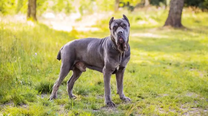 Adult cane corso on grass