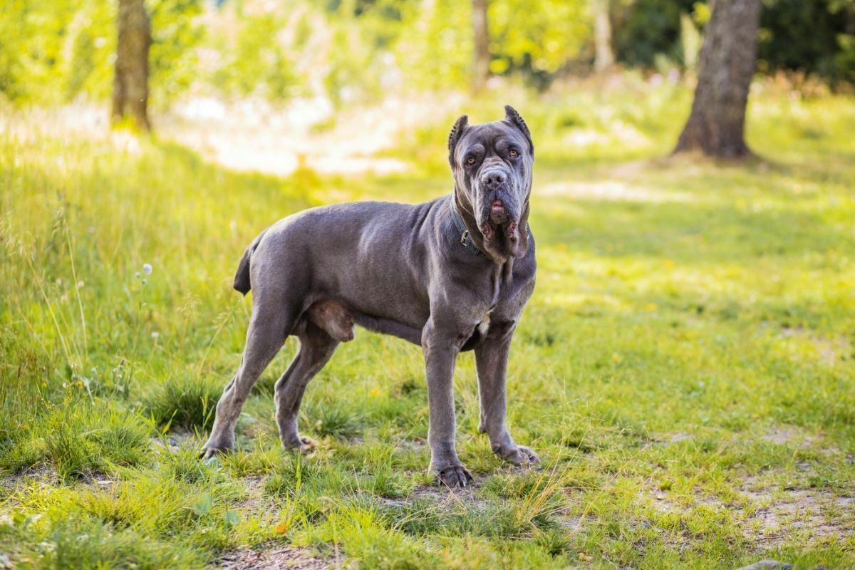 Adult cane corso on grass