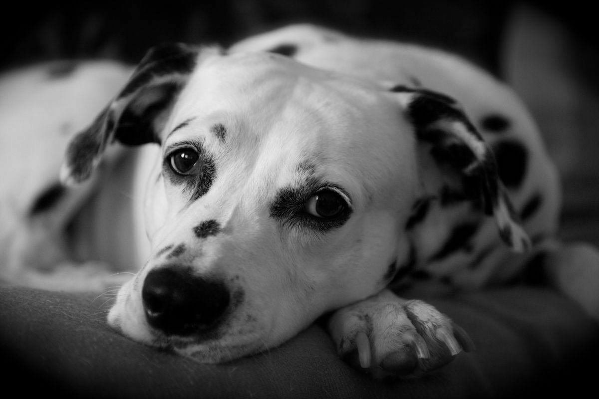 Black and white picture of Dalmatian lying down