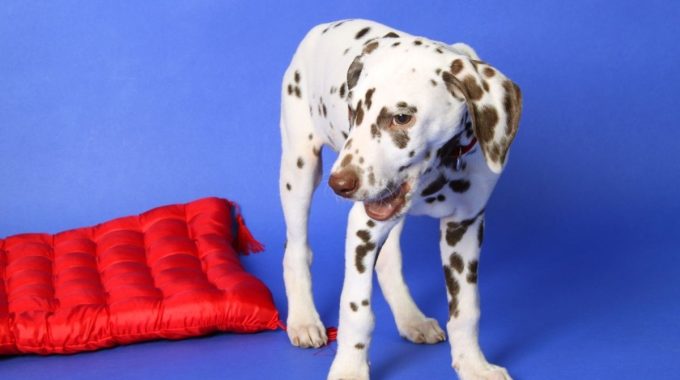 Dalmatian in a blue background with red bed beside him