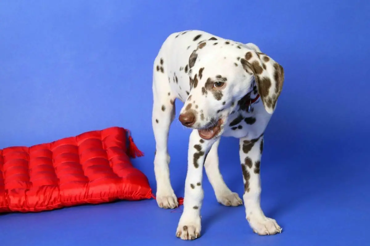 Dalmatian in a blue background with red bed beside him