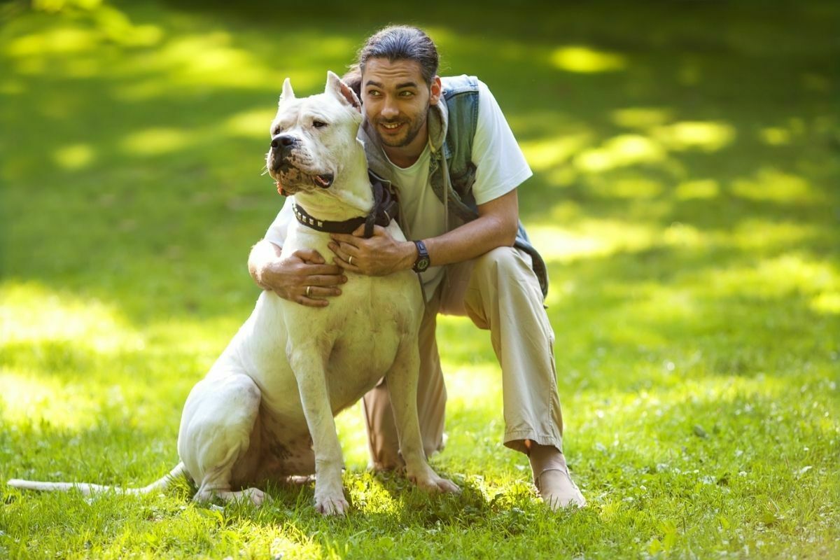 Man and dogo argentino walk in the park