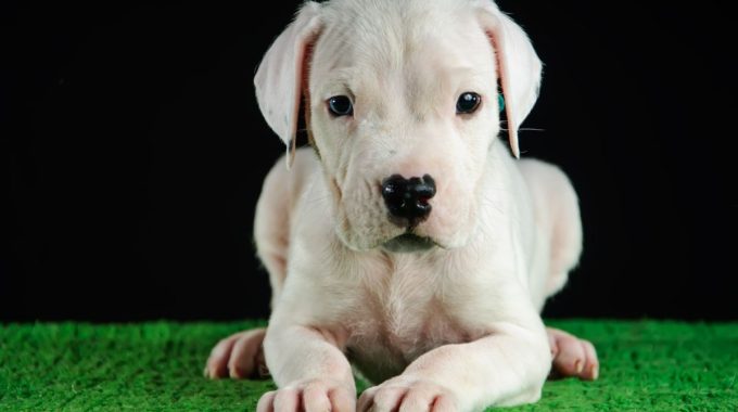 Dogo argentino puppy