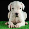 Dogo argentino puppy