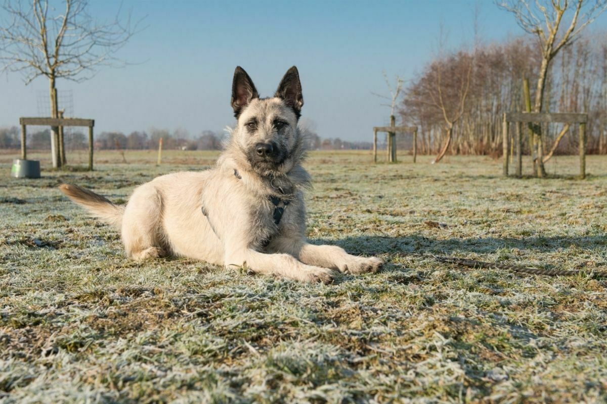 Blonde dutch shepherds