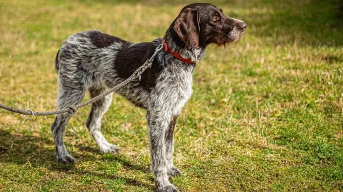 Black and white german wirehaired pointer