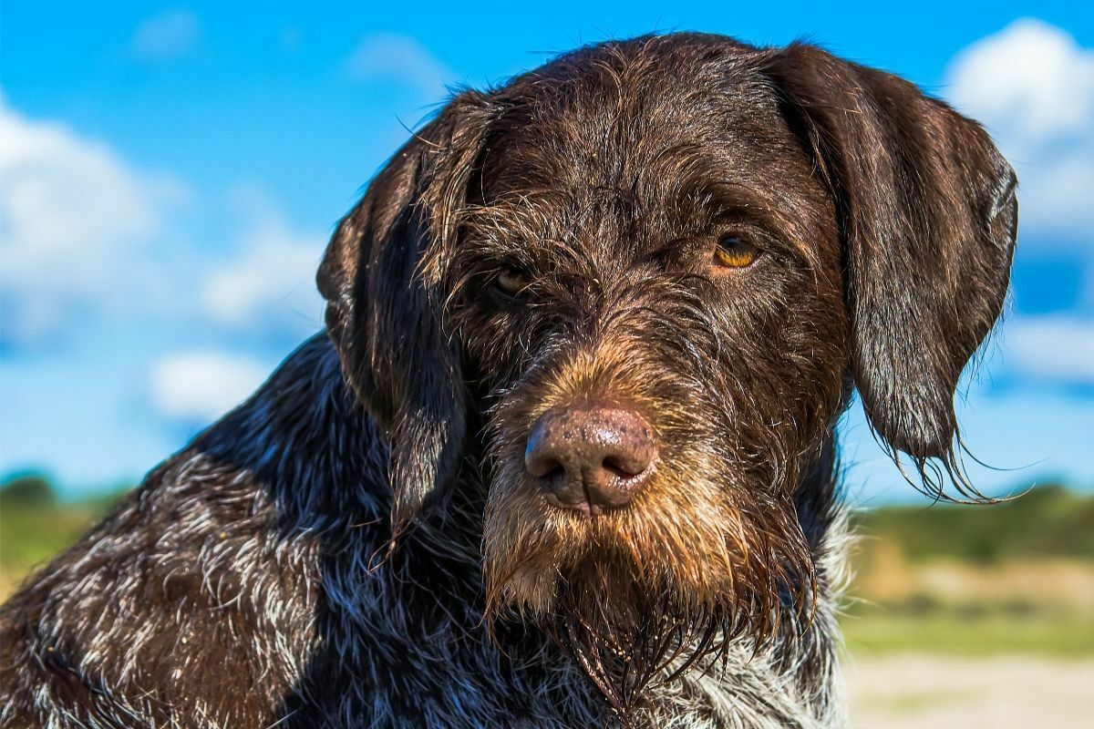 German wirehaired pointer