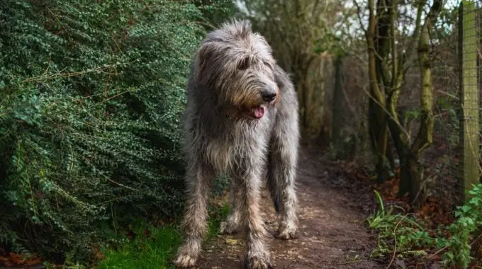 Irish wolfhound in countryside
