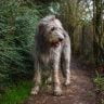 Irish wolfhound in countryside