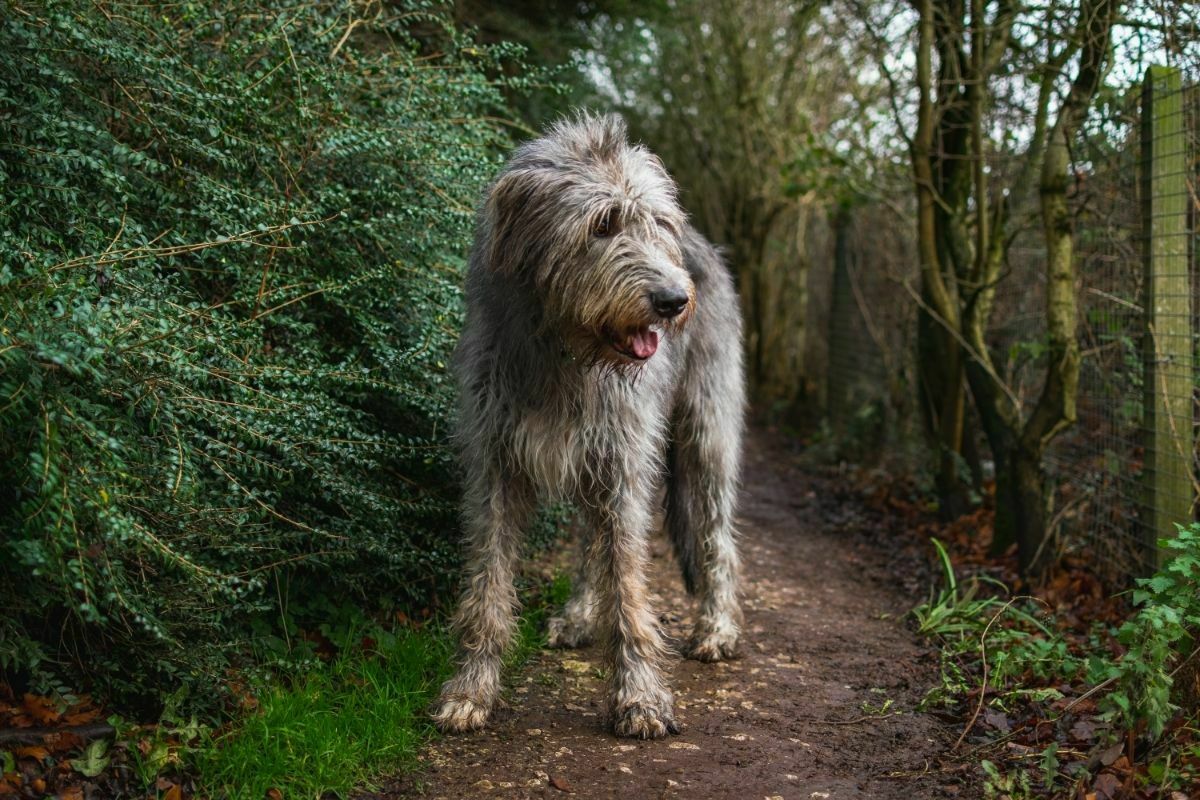 should i bathe my irish wolfhound before trimming