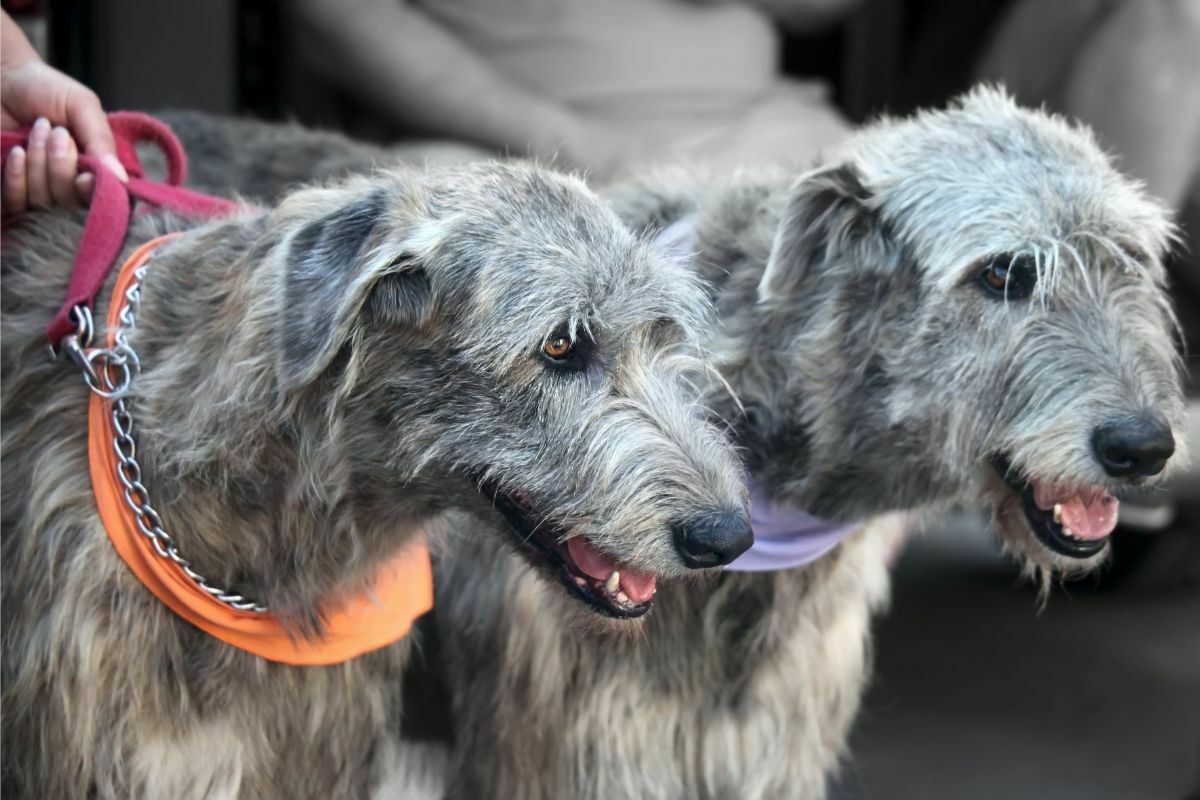 Two irish wolfhound