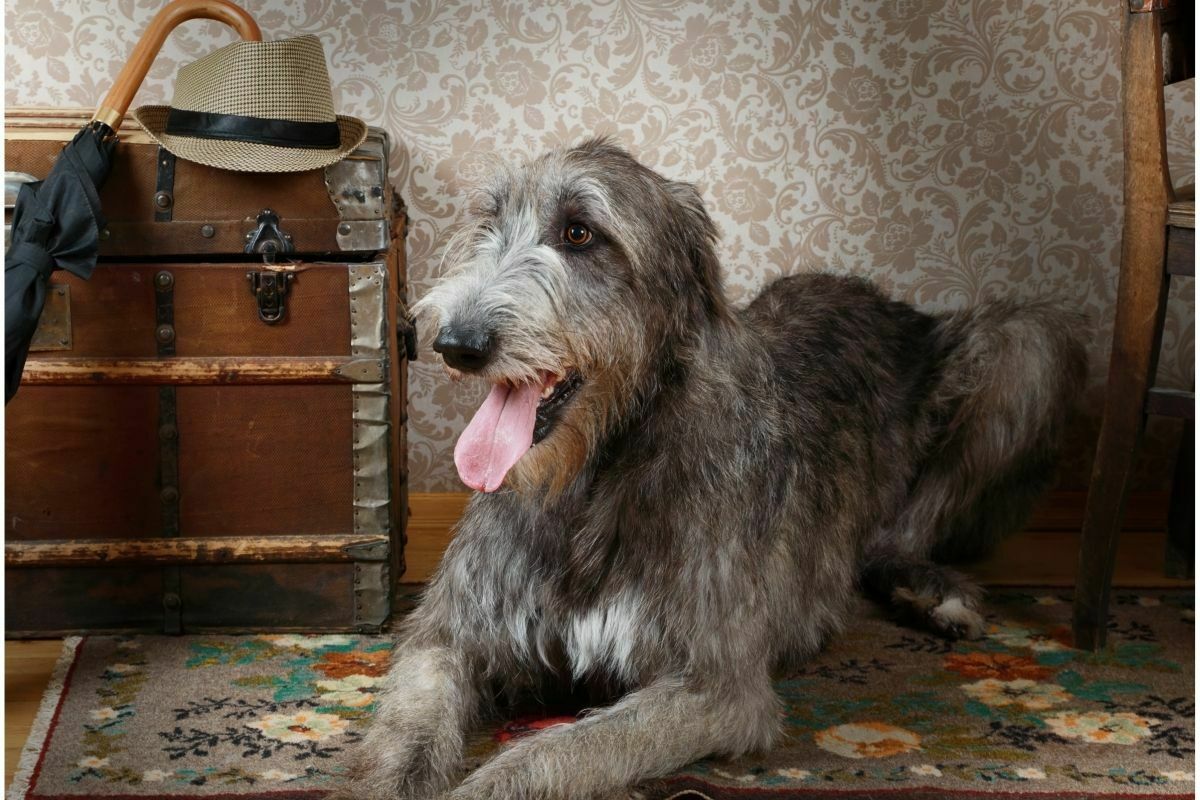 Irish wolfhound indoor