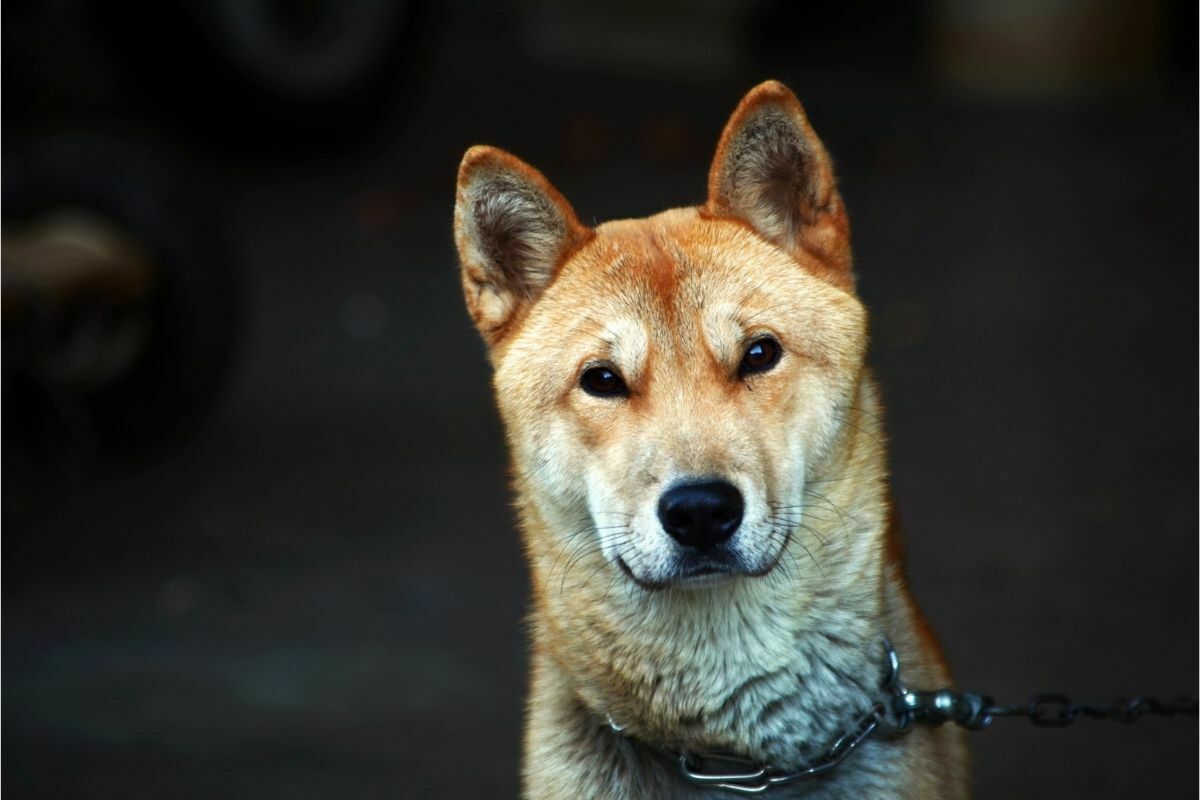 Korean dog "jindo"