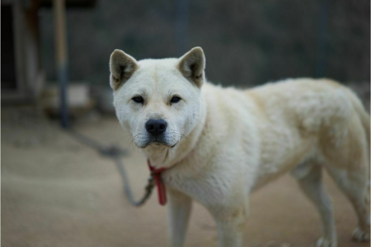 Jindo dog on leash